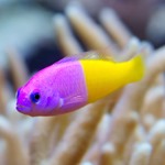 Bicolour Dottyback