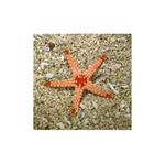 Maldive Starfish