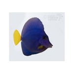 Yellow Tail Purple Sailfin Tang