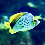 Marquesan Butterflyfish