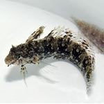 Weedy Blenny