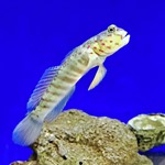 Pink Spot Shrimp Goby