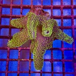 Ultra Green Toadstool