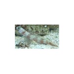 Paradise Shrimp Goby