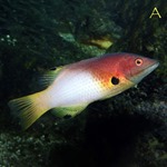 Axilspot Hogfish