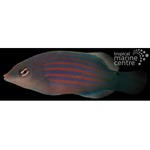 Sixline Lined Wrasse