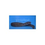 Zebra Moray Eel