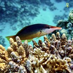 Birdmouth Wrasse