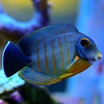 Red Stripe Mimic Tang