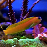 Midas Blenny