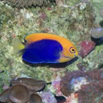 Flameball Dwarf Pygmy Angel Fish