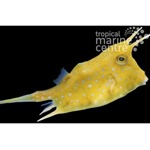 Longhorn Cowfish