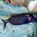 Blue Spotted Boxfish