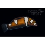 Queen Clown Wrasse