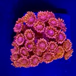 Red Goniopora Frag