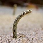 Spotted Garden Eel