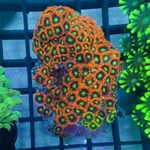 Flaming Sun Zoa Colony