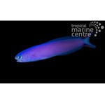 Purple Tilefish