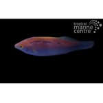 Lubbock's Fairy Wrasse