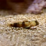 Blue Spot Shrimp Goby