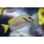 Orange Line Rabbitfish