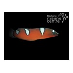 Red Clown Wrasse