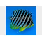 MultiBar Dwarf Angel Fish