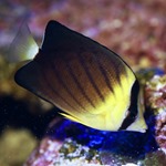 Blackburn's Butterflyfish