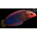 Red Clown Wrasse