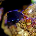 Whitetail Pygmy Dwarf Angel Fish