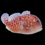 Spotted Coral Croucher Goby