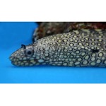 Jewel Moray Eel