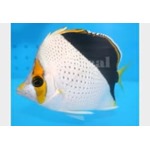 Tinker's Butterflyfish