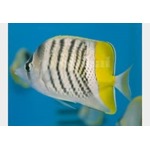 Merten's Pearlscale Butterflyfish