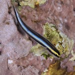 Sharknose Neon Nano Goby