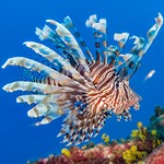 Volitans Lionfish