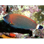 Chiseltooth Wrasse