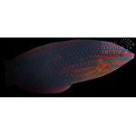 Twospotted Wrasse