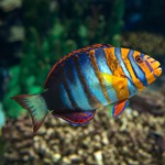 Harlequin Tuskfish