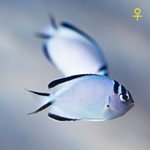 Watanabe's Lyretail Angel Fish