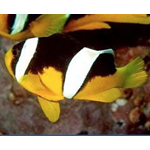 Sebae Saddleback Clownfish