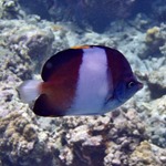 Black Pyramid Butterflyfish