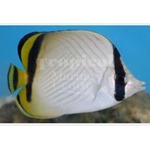 Vagabond Butterflyfish