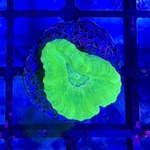 Ultra Green Candy Cane Frags - Per Head / Polyp