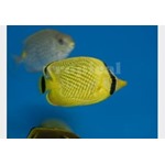 Lattice Butterflyfish