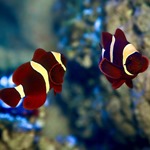 Gold Stripe Maroon Clownfish