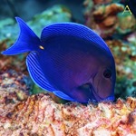 Caribbean Blue Tang