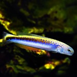 Oreni Tilefish