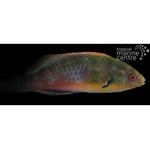 Bluehead Fairy Wrasse