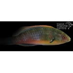 Bluehead Fairy Wrasse